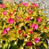 Sunpatiens Compact Tropical Rose 4.5" - Image 2